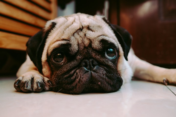 joshua-fernandez-ua3bu9pew8q-unsplash_orig